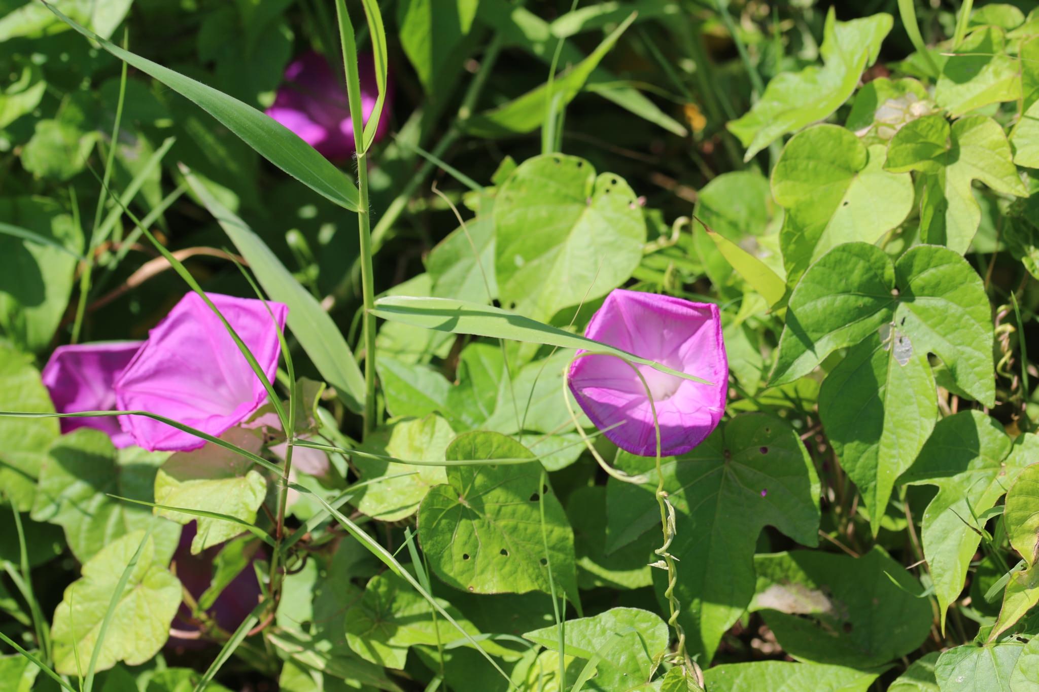 Ipomoea purpurea